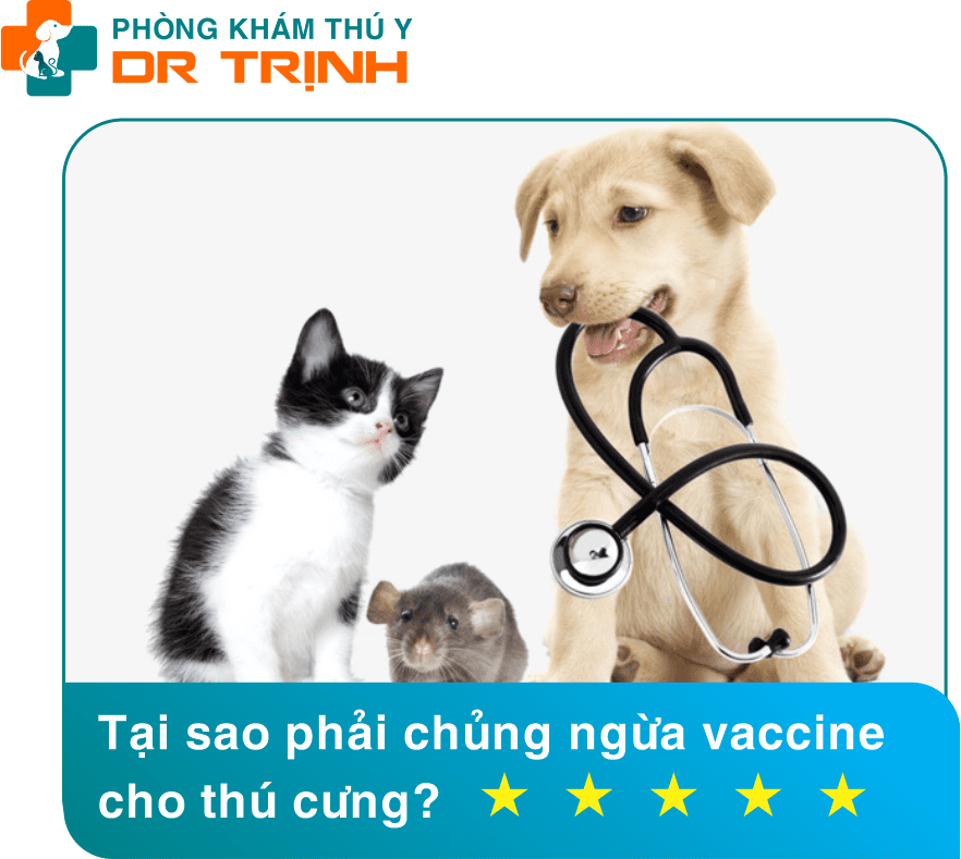 Tại sao phải chủng ngừa vaccine cho thú cưng?