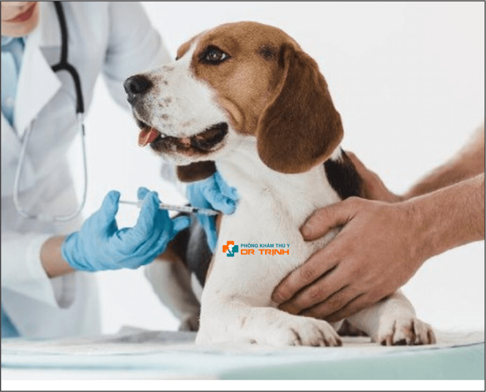 Tiêm ngừa vaccine chó mèo tại bình dương, tphcm